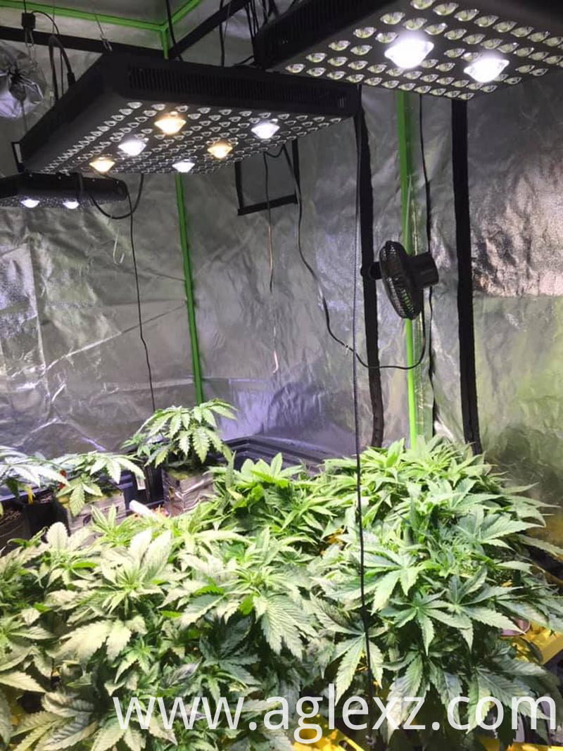 aglex 3000w grow light aglex 3000w grow light